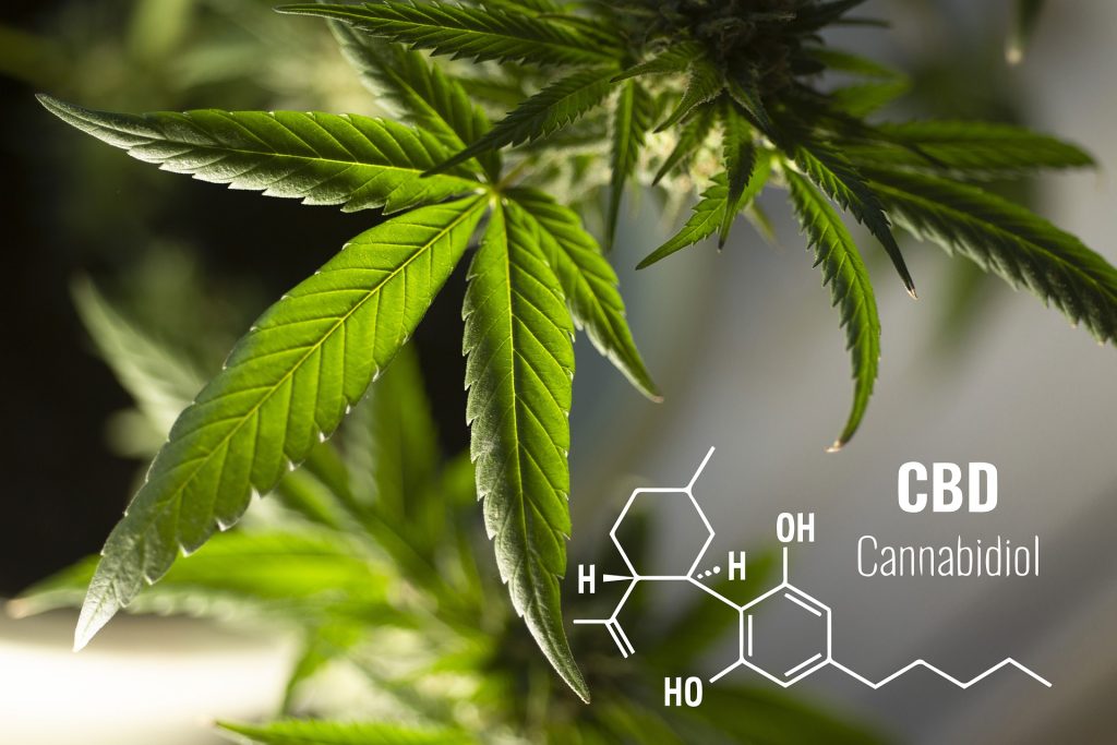 CBD : améliorez votre qualité de vie en consommant des produits à base de CBD